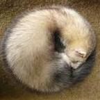 Ferret